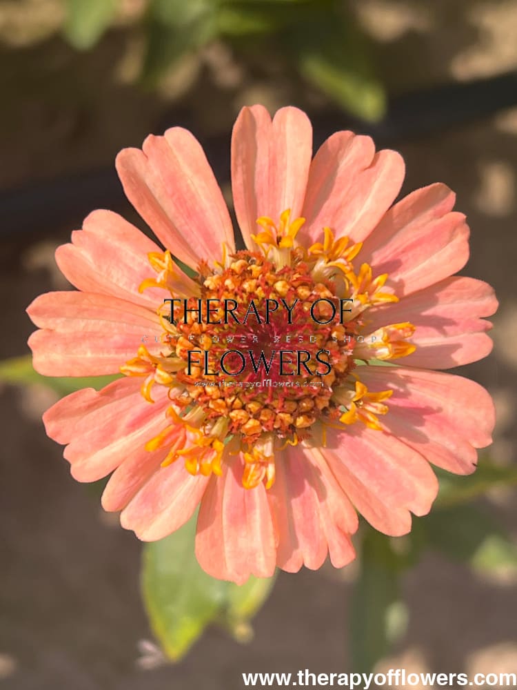 Zinnia elegans Zinderella Peach therapyofflowers.com