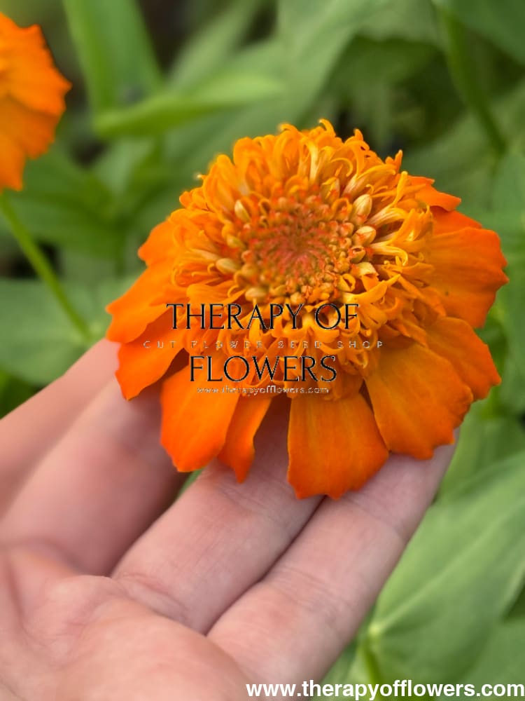 Zinnia elegans Zinderella Peach therapyofflowers.com