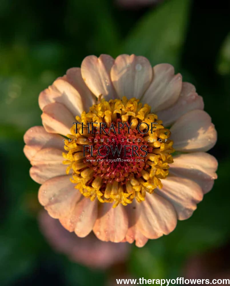 Zinnia elegans Zinderella Peach therapyofflowers.com