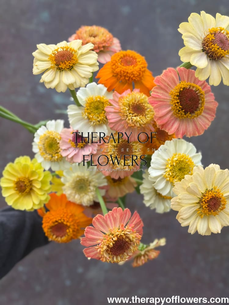 Zinnia elegans Zinderella Peach therapyofflowers.com