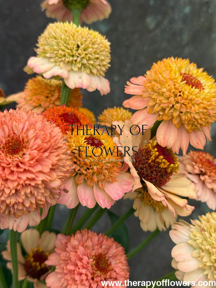 Zinnia elegans Zinderella Peach therapyofflowers.com