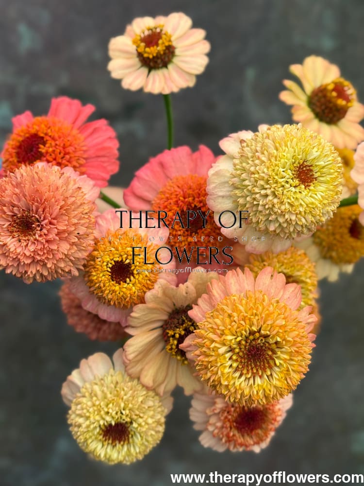 Zinnia elegans Zinderella Peach therapyofflowers.com