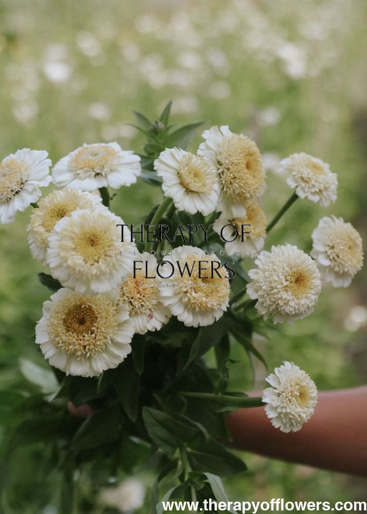 Zinnia elegans Zinderella White therapyofflowers.com