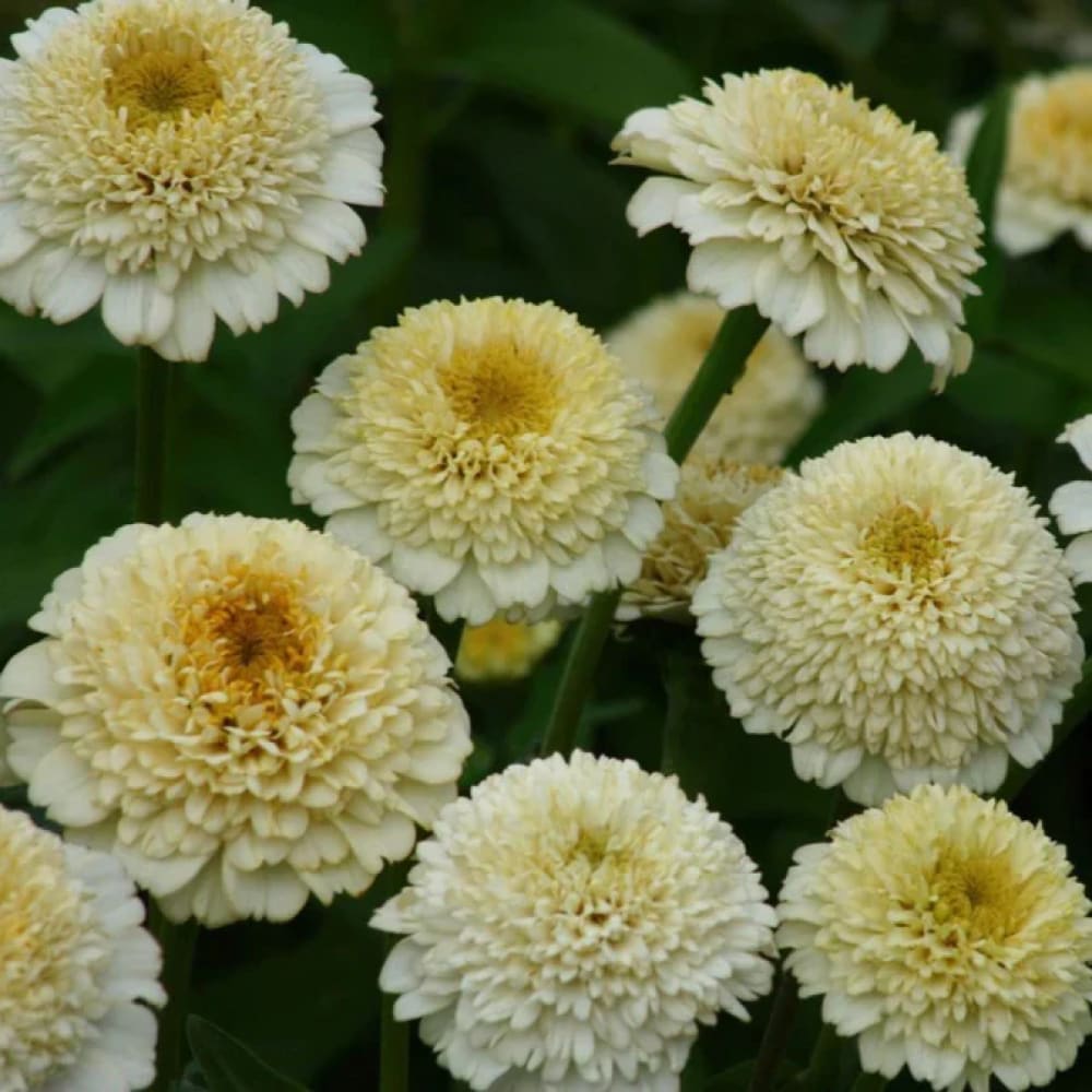 Zinnia elegans Zinderella White therapyofflowers.com