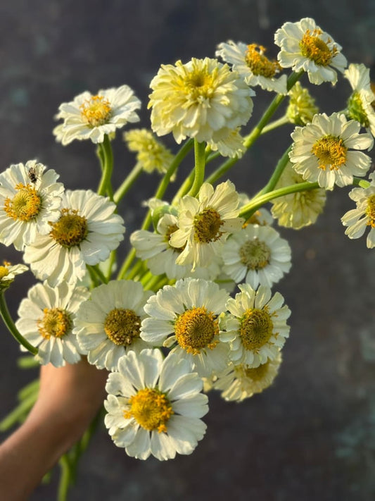 Zinnia elegans Zinderella White therapyofflowers.com
