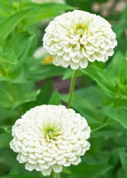 Zinnia elegans ‘Polar Bear’ | White Cut Flower Zinnia | 2 g Seeds therapyofflowers.com
